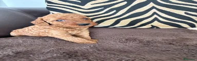 Labradoodle Puppy 1