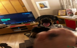 Chiweenie dogs for sale: Chiweenies for sale - Image 7