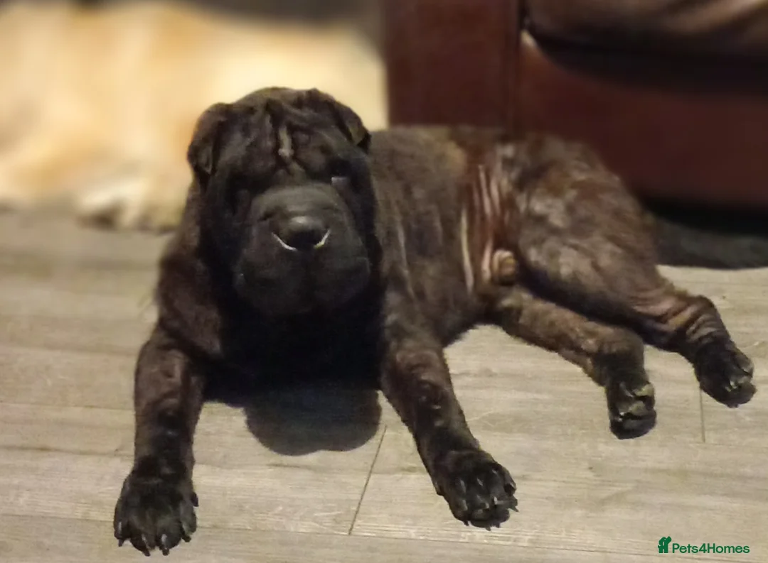 Shar Pei dogs for sale: Male Sharpei - Advert 2