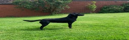 Labrador Retriever dogs for sale: KC Registered Black Labradors - Advert 5