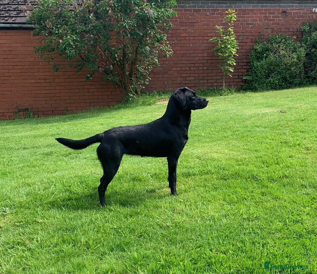 Labrador Retriever dogs for sale: KC Registered Black Labradors - Advert 5