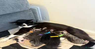 Mixed Breed cats - Advert 7