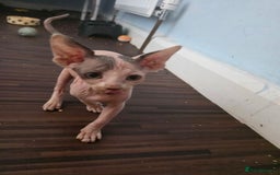 Sphynx cats for sale: 🩵 Beautiful Sphynx Boy – Ready to Leave Now 🩵 - Image 3