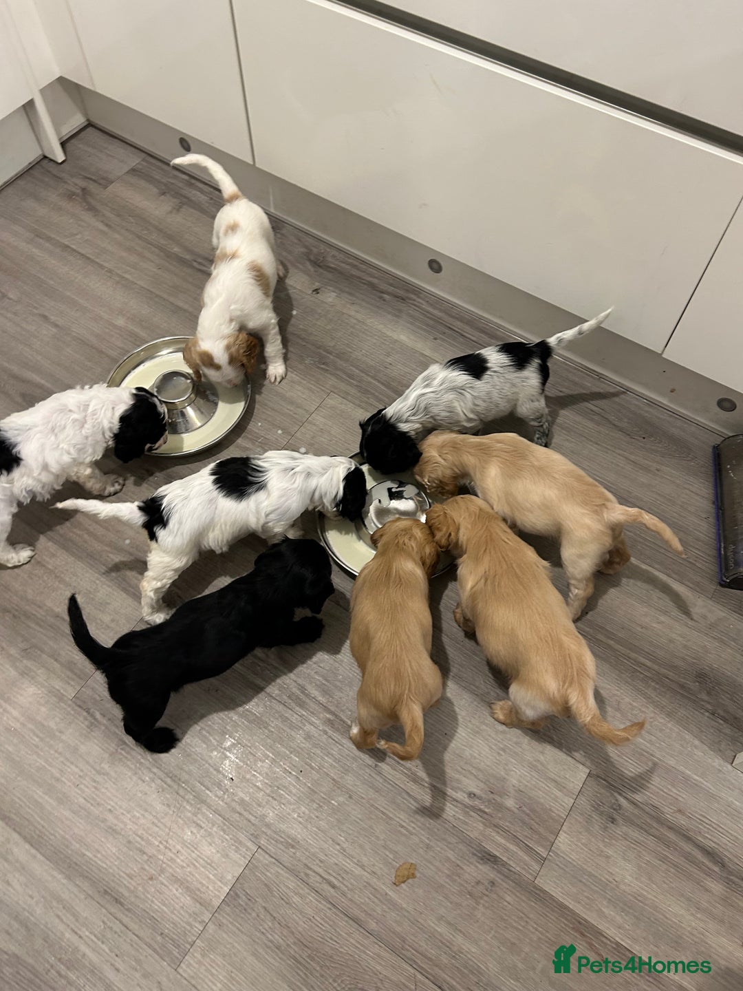 Cockapoo dogs for sale: Cockapoo puppies - Image 9