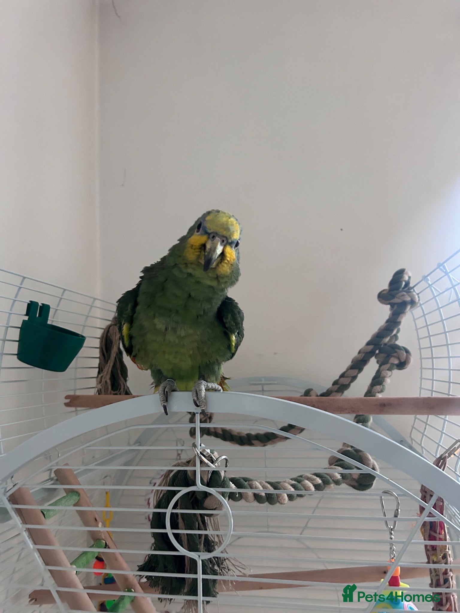 Parrots birds Orange-winged Amazon with £350 cage - Advert 1