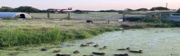 Pig livestock for sale: 2 x Tamworth x Berkshire piglets  - Advert 3