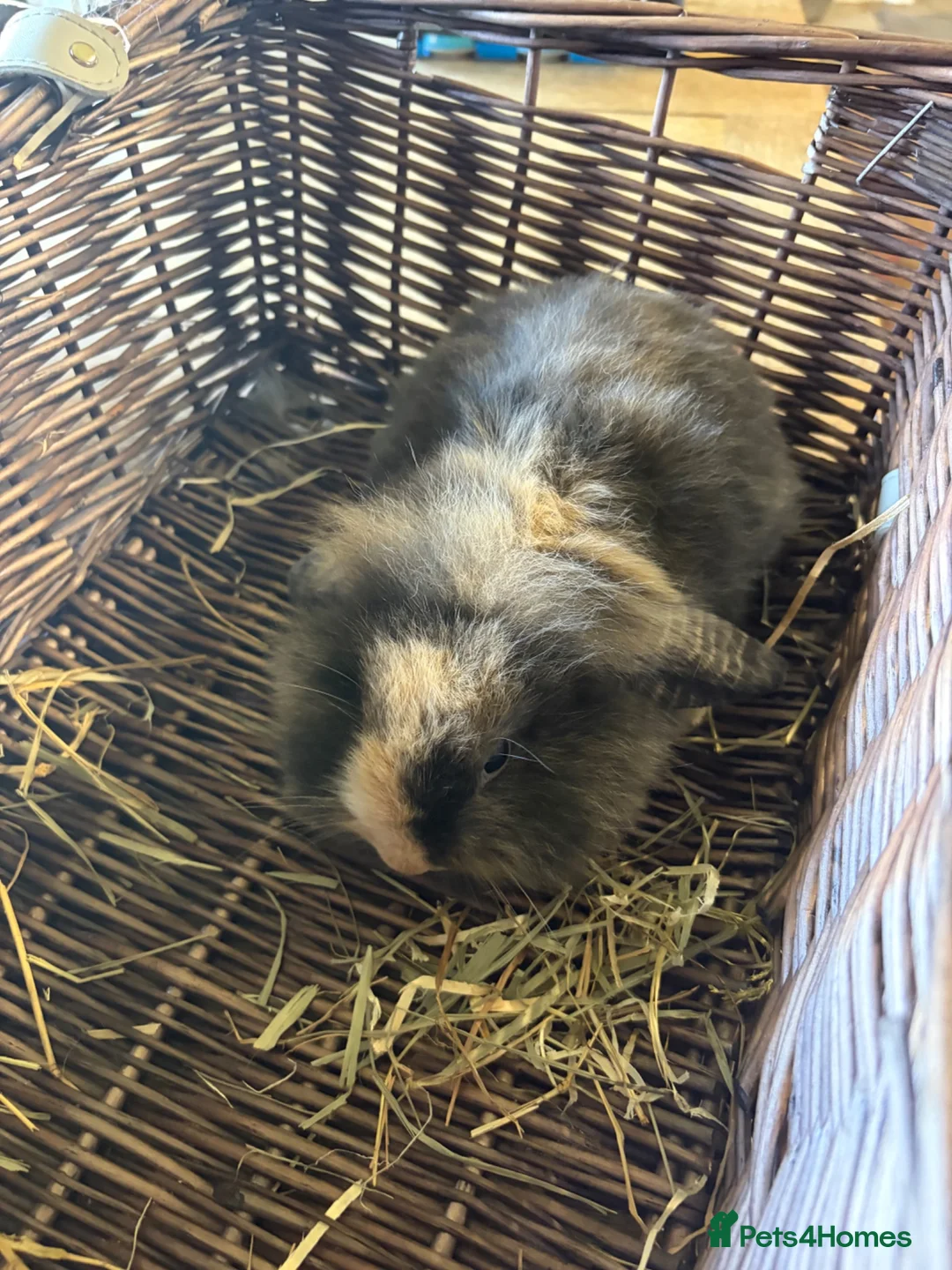 Mixed Breed rabbits for sale: Beautiful lion lops  for sale  - Advert 2