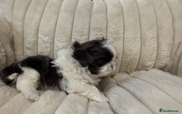 Shih Tzu dogs for sale: Exquisite Imperial Shih Tzu Puppies  - Image 18