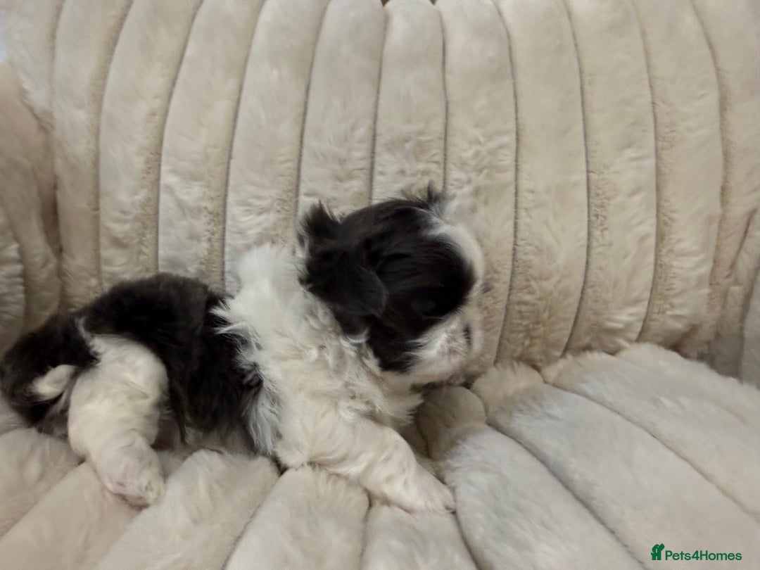 Shih Tzu dogs for sale: Exquisite Imperial Shih Tzu Puppies  - Image 18