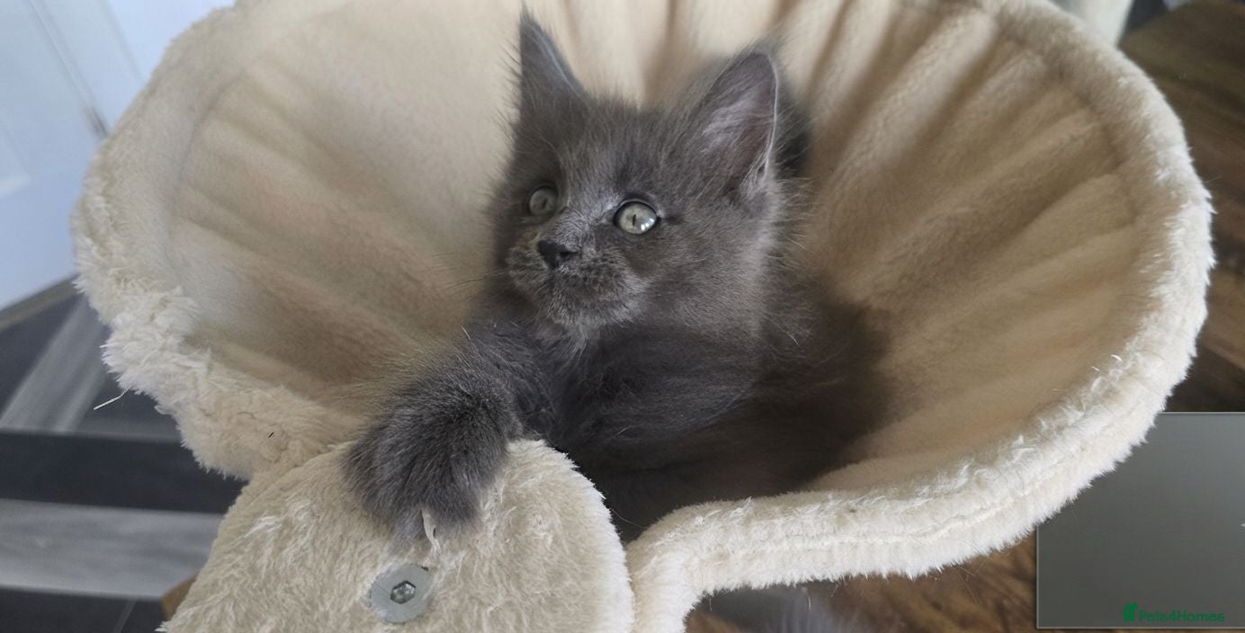 Maine Coon cats Maine coon kittens - Advert 17