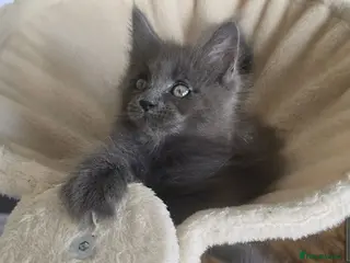 Maine Coon cats Maine coon kittens - Advert 17