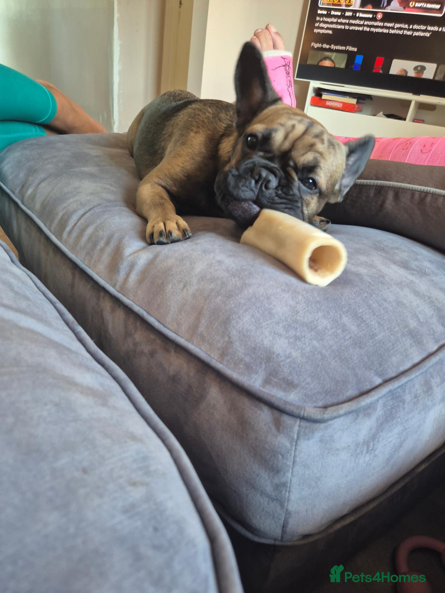 French Bulldog dogs Female french bulldog - Advert 1