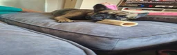 French Bulldog dogs for sale: Female french bulldog in Crawley - Advert 1