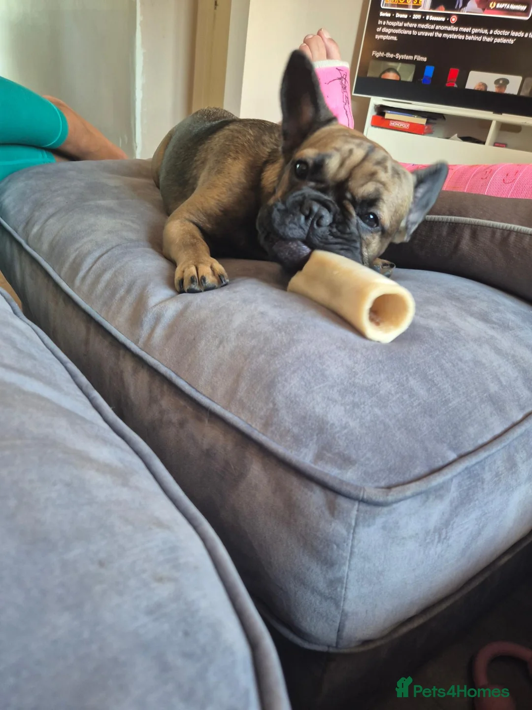 French Bulldog dogs for sale: Female french bulldog in Crawley - Advert 1