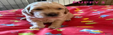 Golden Retriever Puppy 1