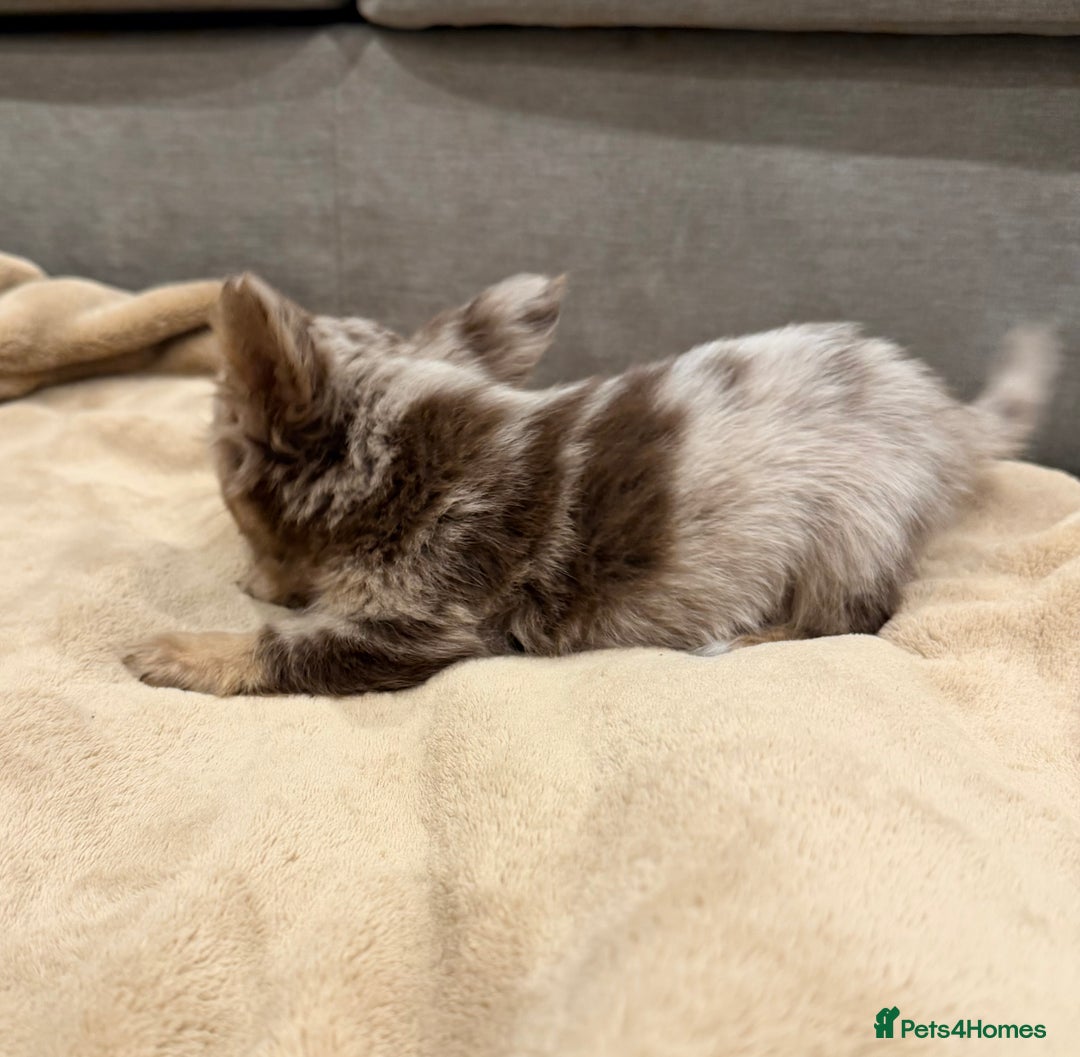 Mixed Breed dogs for sale: Mini Dachshund–Pomchi Pups - Advert 9