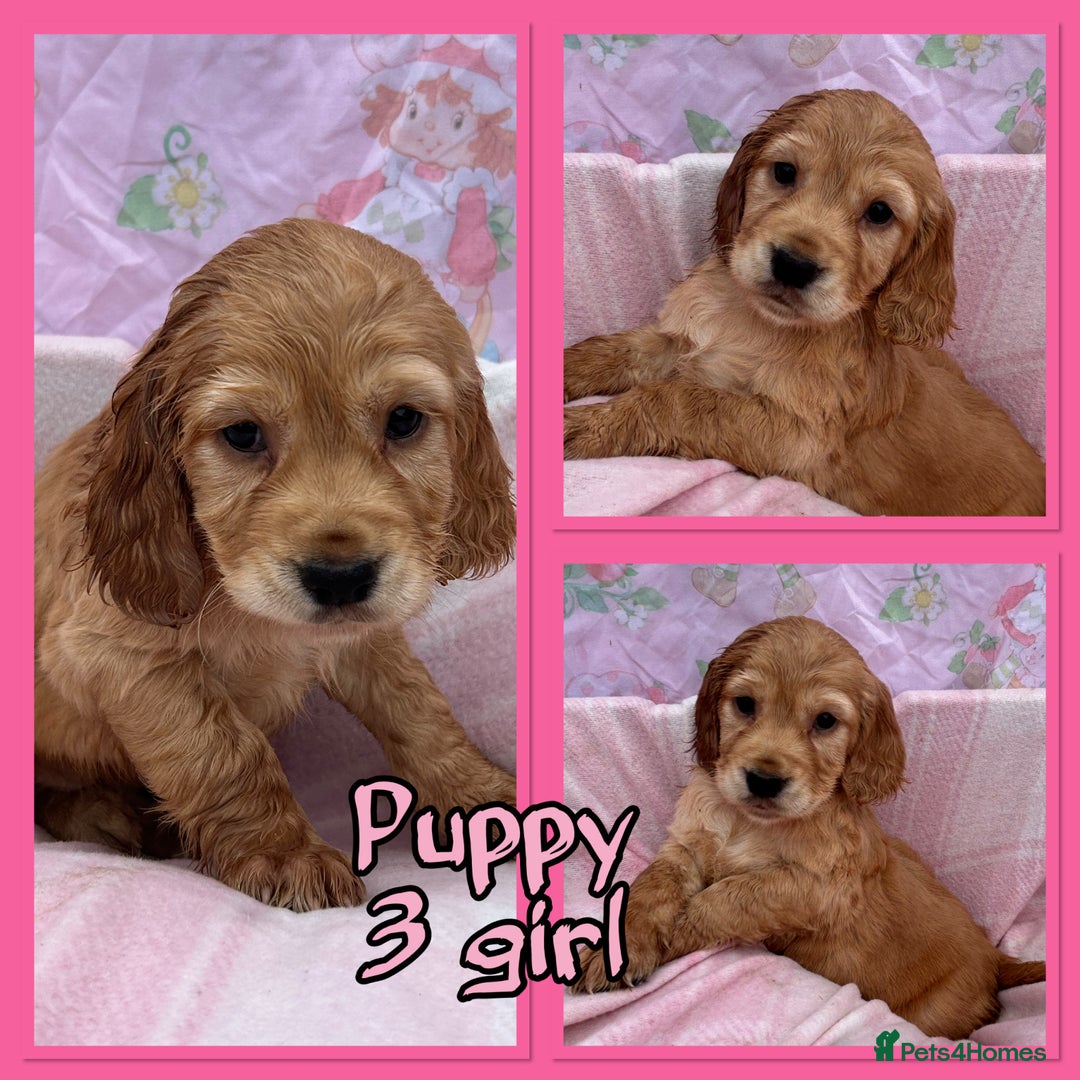 Cocker Spaniel dogs for sale: 5 beautiful show cocker spaniel puppies  - Image 7