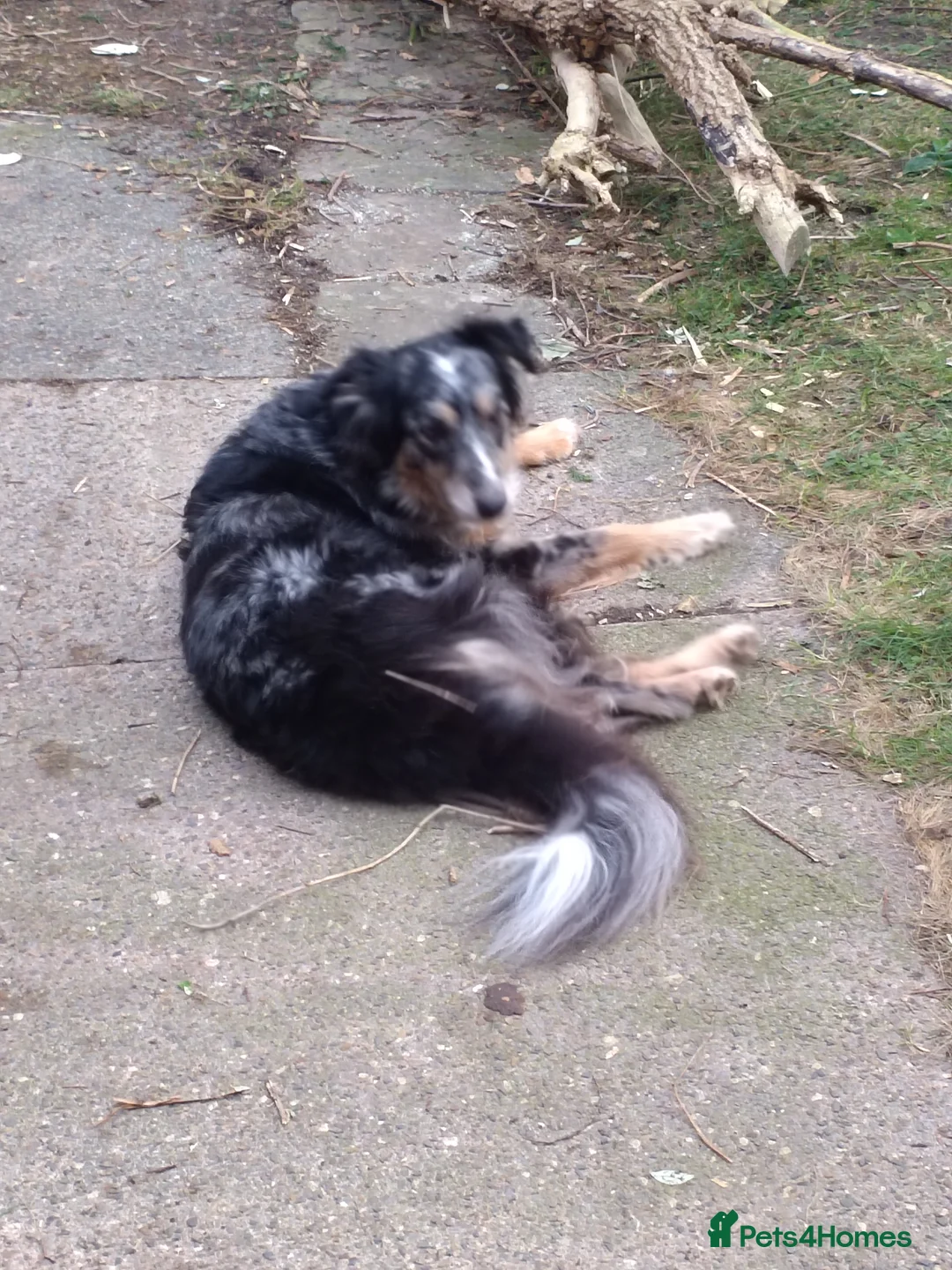 Border Collie dogs for sale: Kasper - Advert 3