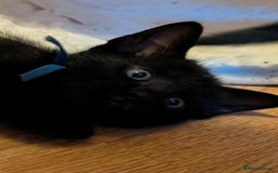 Mixed Breed cats for sale: Blue point siamese x domestic cat - Image 11