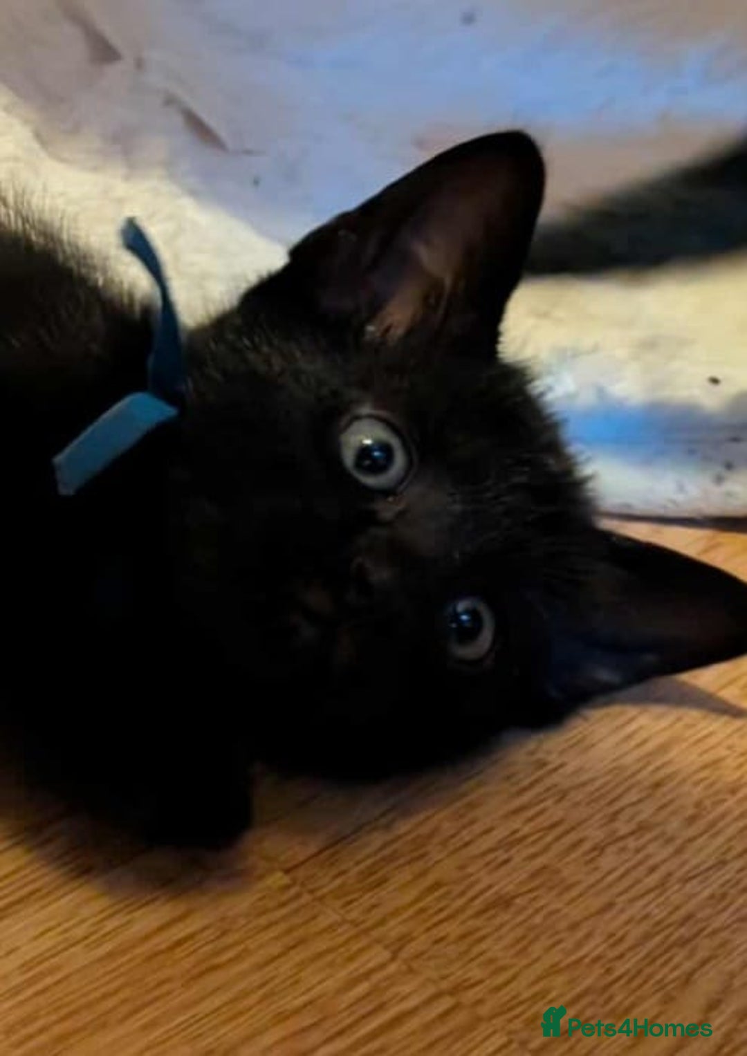 Mixed Breed cats for sale: Blue point siamese x domestic cat - Image 11