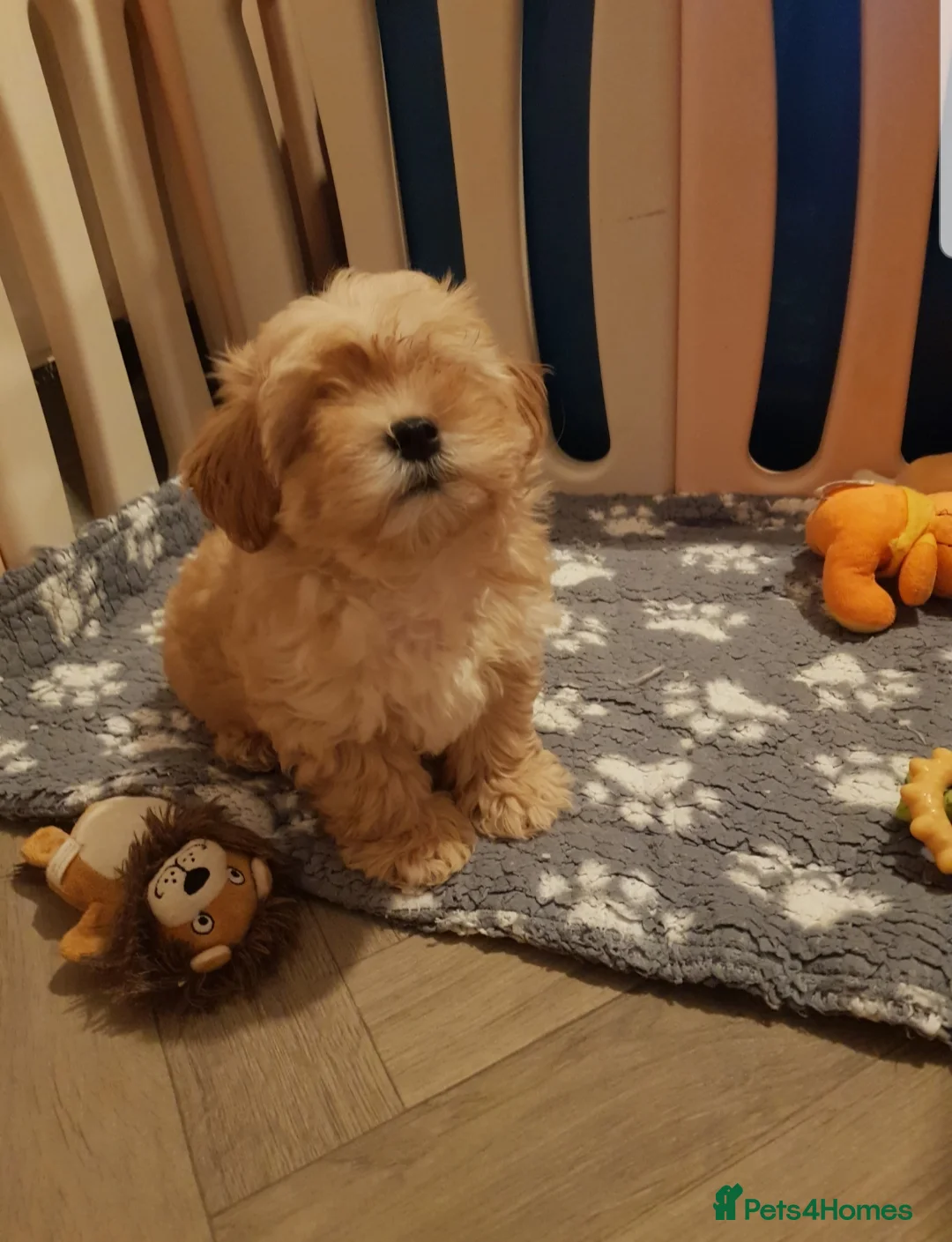 Maltipoo dogs for sale: Gorgeous maltipoo boy half Korean  - Advert 6