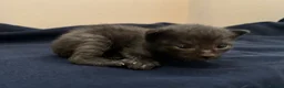 Mixed Breed cats for sale: Sphynx cross kittens x6 - Advert 26