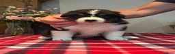 Australian Shepherd dogs for sale: STUNNING AUSTRALIAN SHEPHERD PUPPIES  - Advert 10