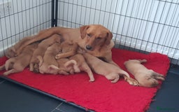 Labrador Retriever dogs for sale: Red fox labrador puppy's  - Image 11