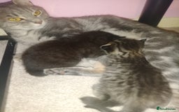 Mixed Breed cats for sale: Female Maincoone cross kitten  - Image 10