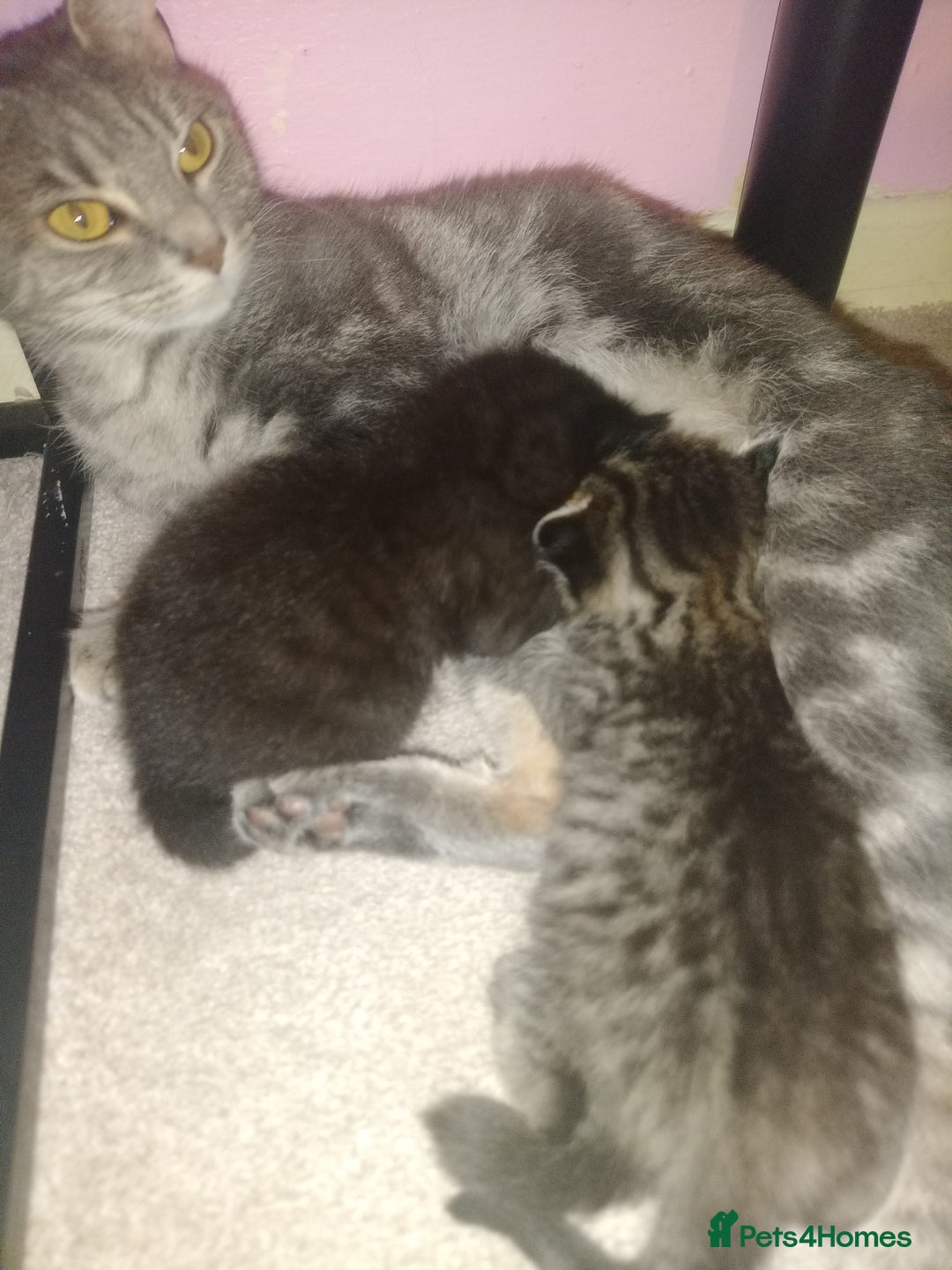 Mixed Breed cats for sale: Female Maincoone cross kitten  - Image 10