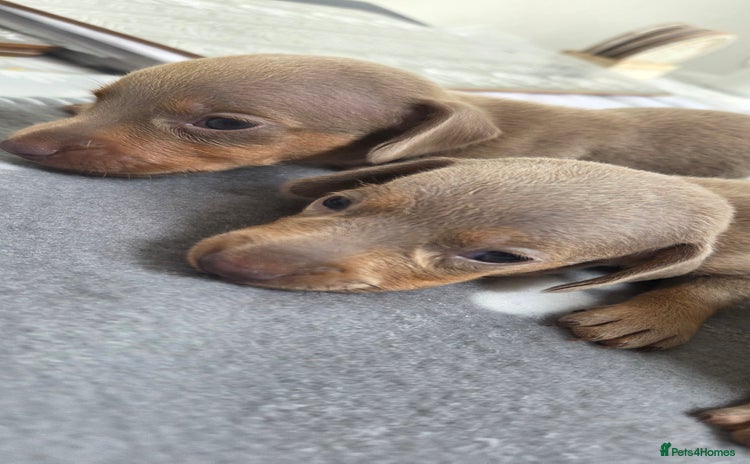 Miniature Dachshund dogs - Advert 13