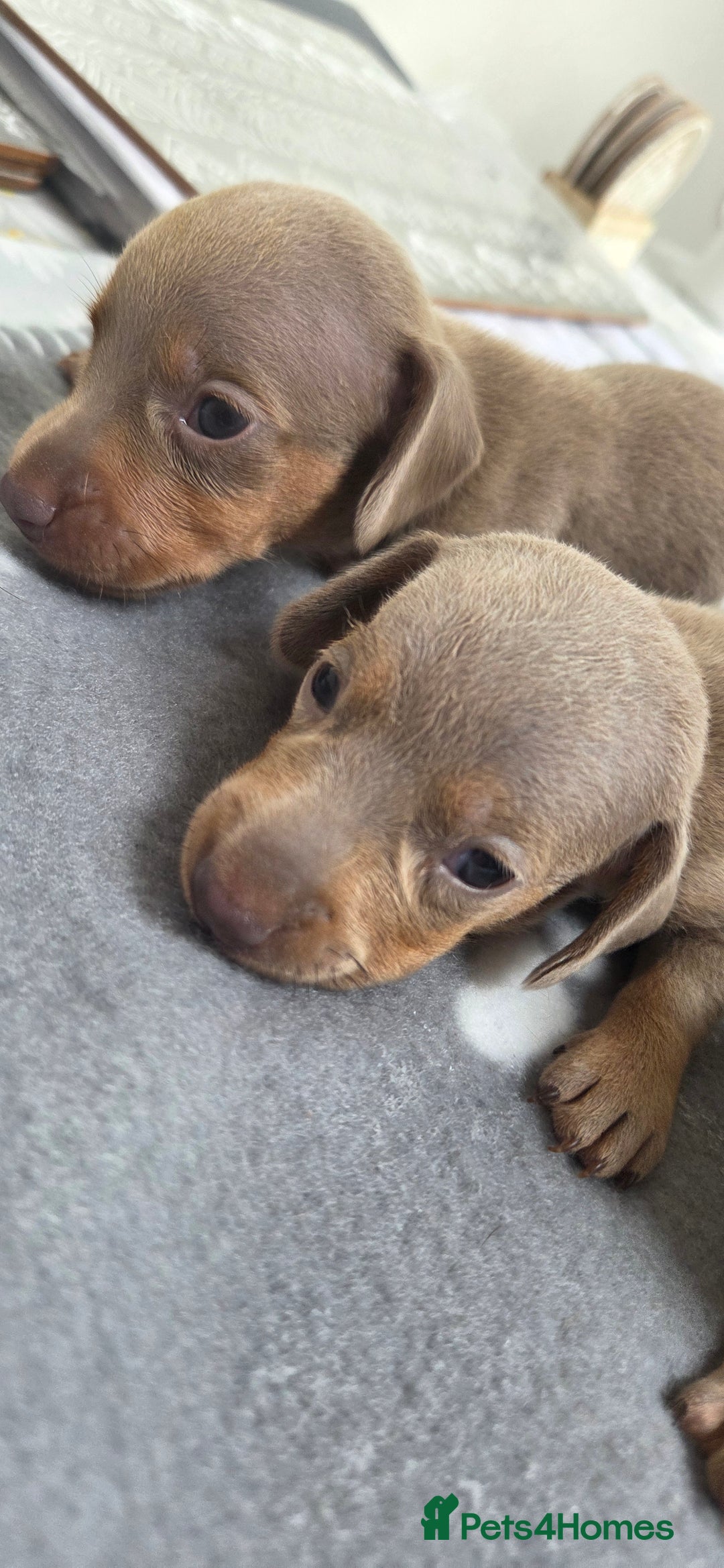 Miniature Dachshund dogs for sale: Isabella dachshund puppies  - Image 1