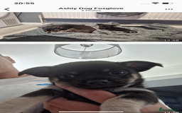 Chihuahua dogs for sale: One boy made it  - Image 1