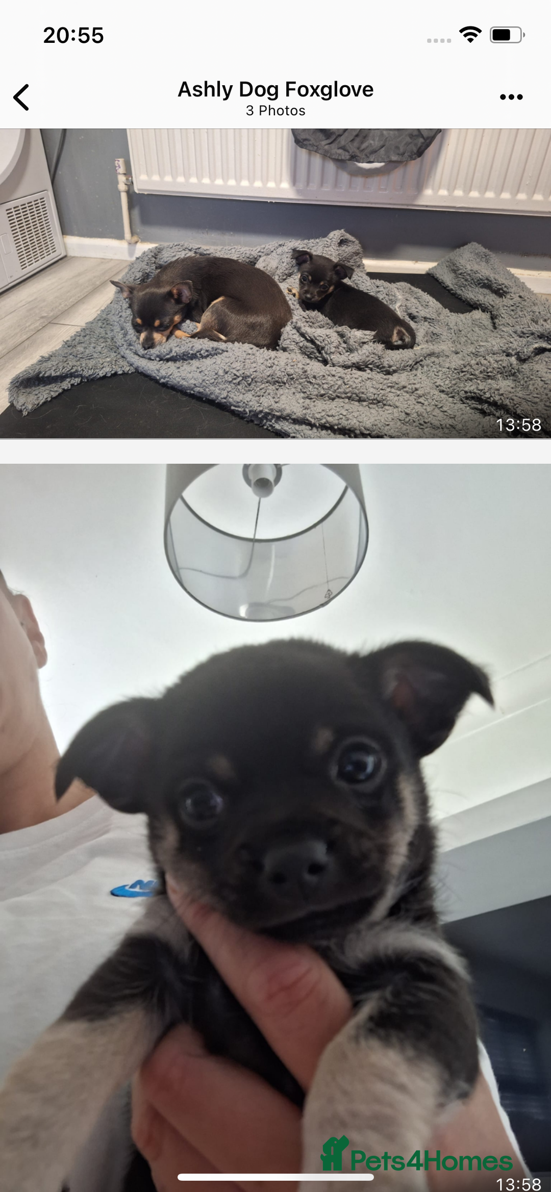 Chihuahua dogs for sale: One boy made it  - Image 1