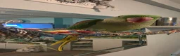 Parakeets birds for sale: Alexandrine Parakeet in Bathgate - Advert 1