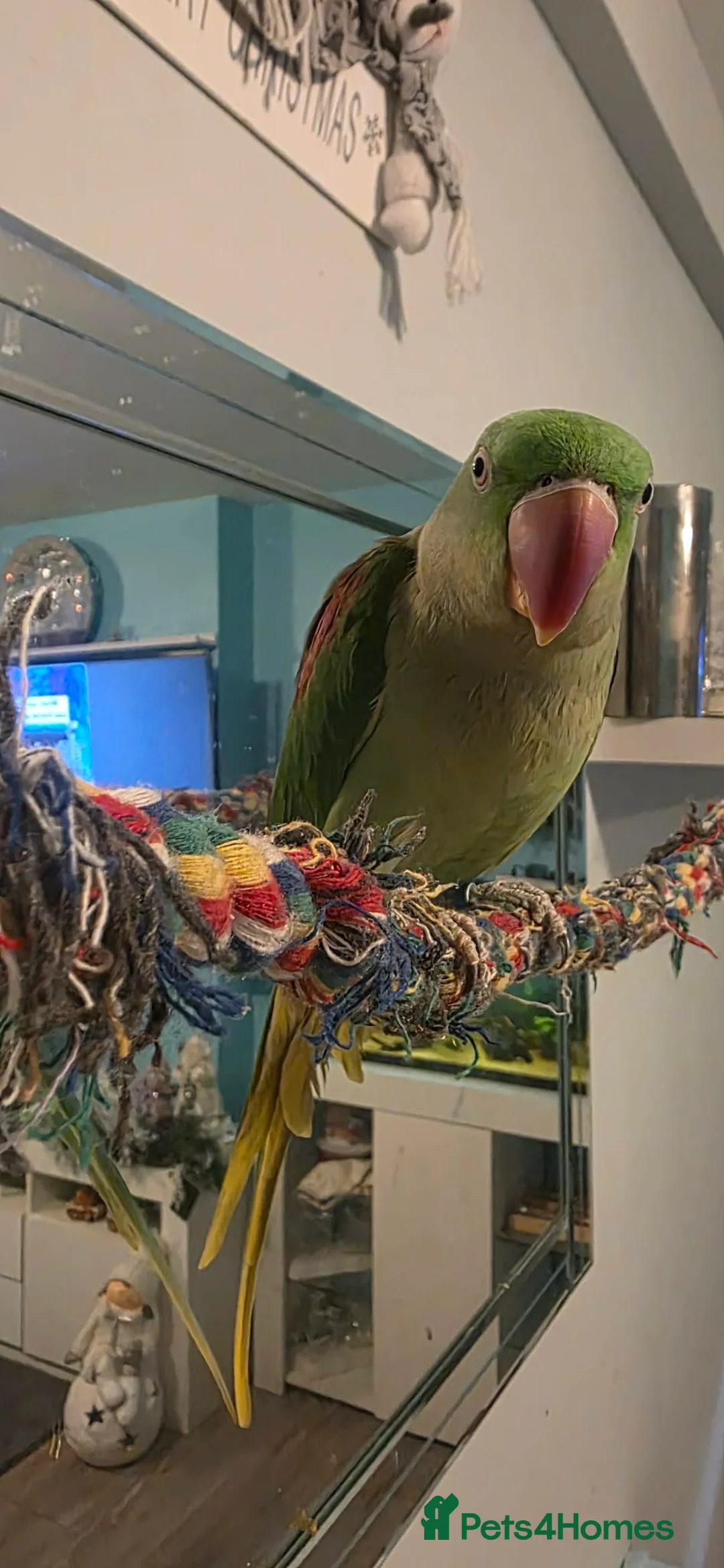 Parakeets birds for sale: Alexandrine Parakeet in Bathgate - Advert 1