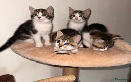 Mixed Breed cats for sale: Tabby kittens  - Image 4