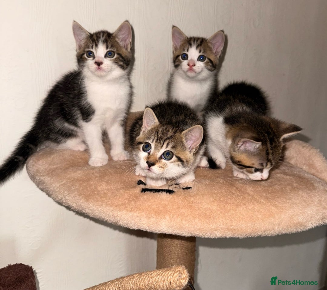 Mixed Breed cats for sale: Tabby kittens  - Image 4