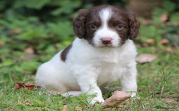 English Springer Spaniel dogs for sale: Springer Spaniel puppies - 2 boys left - Image 16
