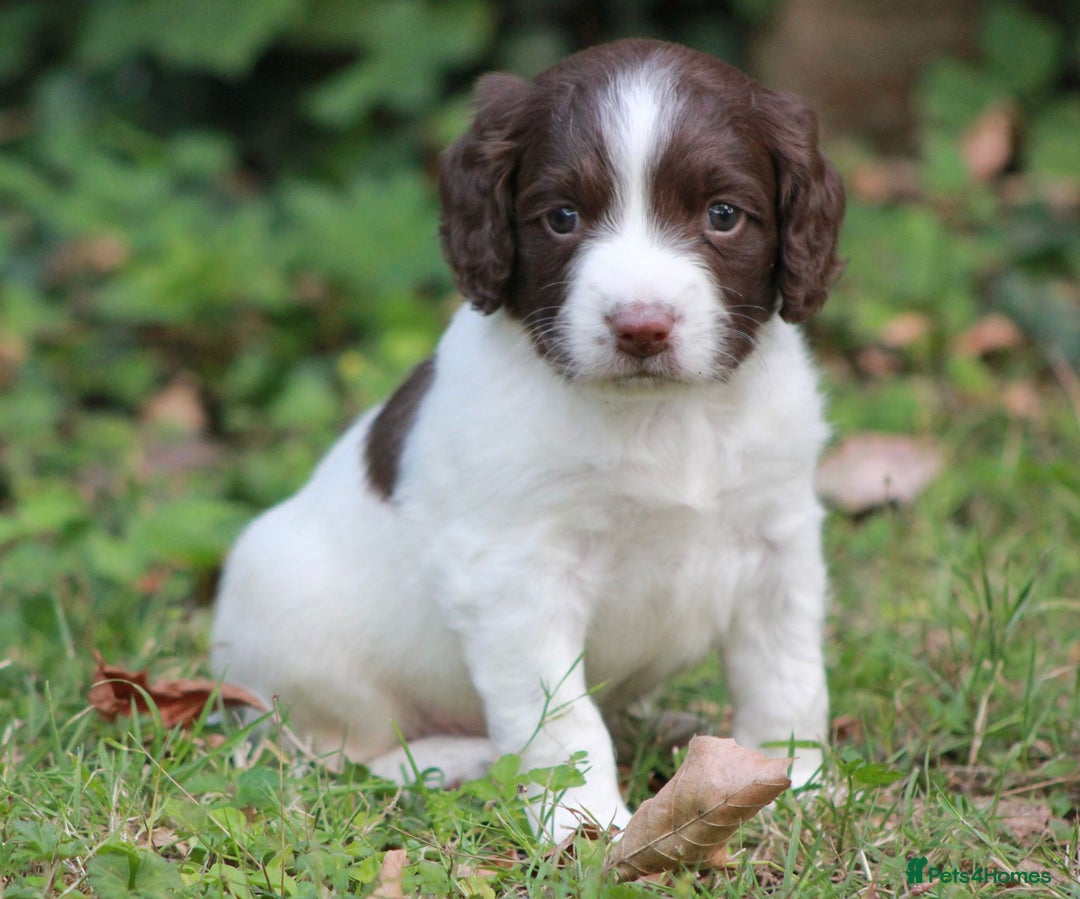 English Springer Spaniel dogs for sale: Springer Spaniel puppies - 2 boys left - Image 16