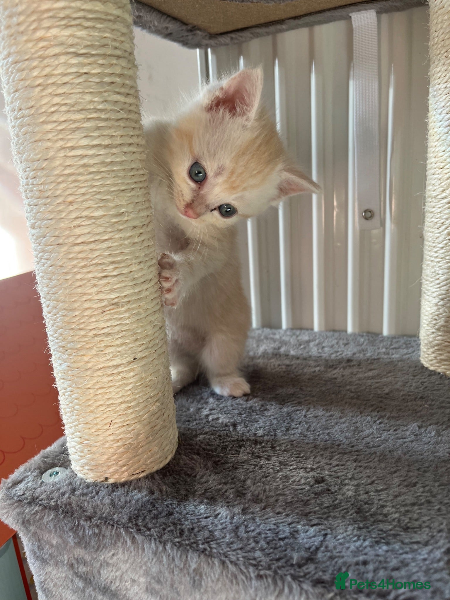 Mixed Breed cats Beautiful Cream Boy Kitten – Last One Left! - Advert 1
