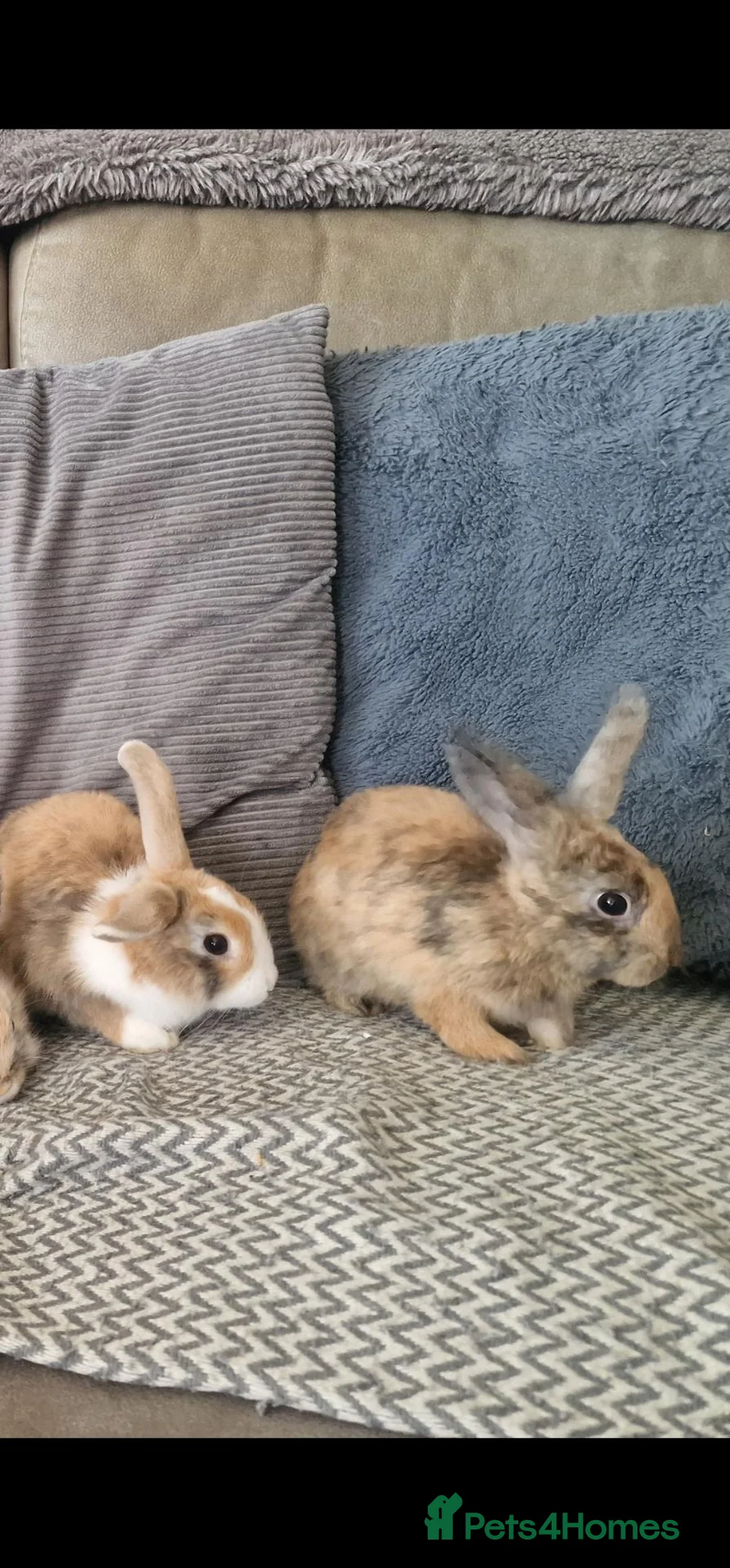 Mini Lion Lop rabbits for sale: Mini lion lops - Advert 11