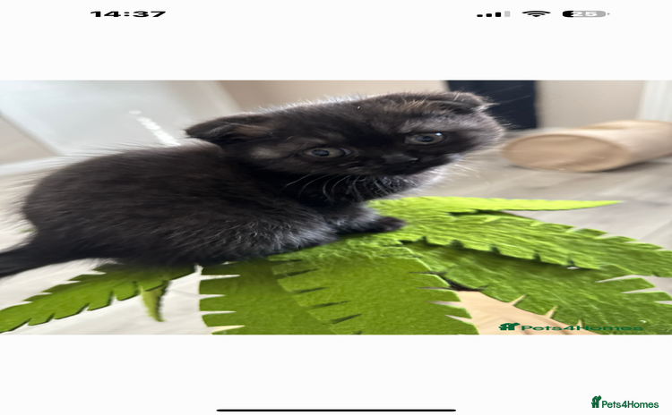 Scottish Fold cats - Advert 1