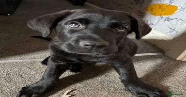 Mixed Breed dogs - Advert 2