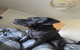 Cane Corso dogs for sale: Female Cane Corso, 16 months old - Image 2