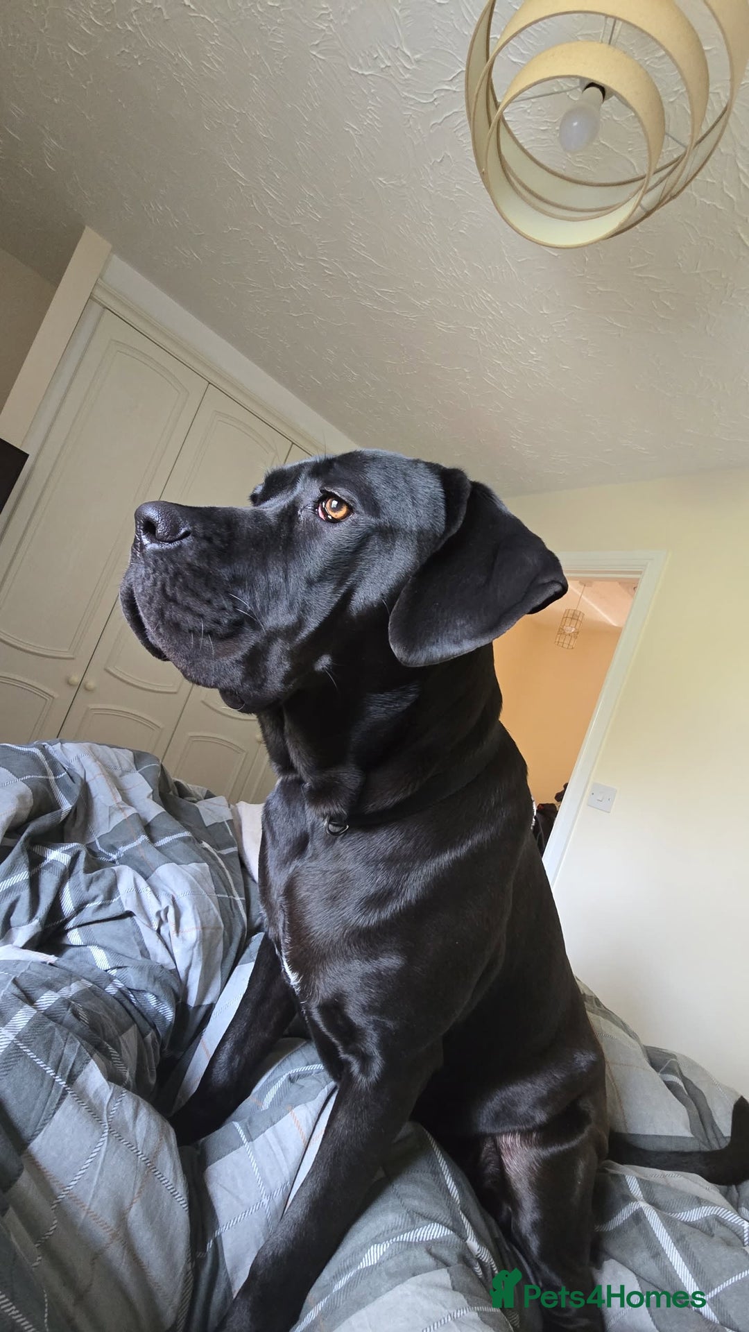 Cane Corso dogs for sale: Female Cane Corso, 16 months old - Image 2