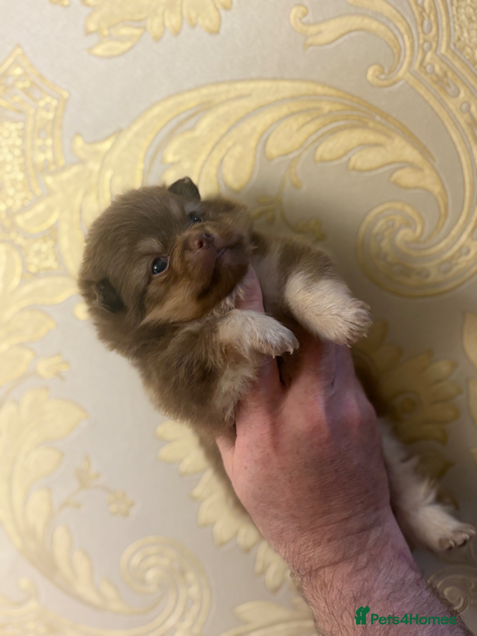 Pomeranian dogs Kc registered Pom babys 5 weeks old x - Advert 15