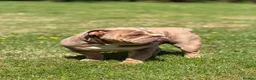 English Bulldog dogs for stud: Lilac English bulldog stud - Advert 3