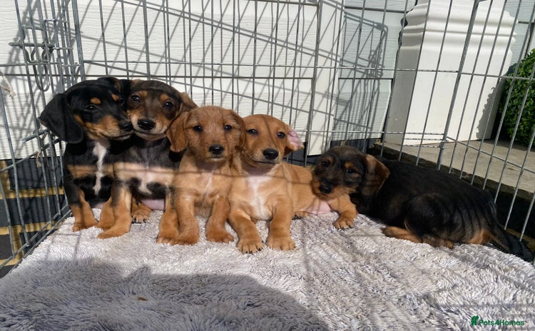 Mixed Breed dogs - Advert 8
