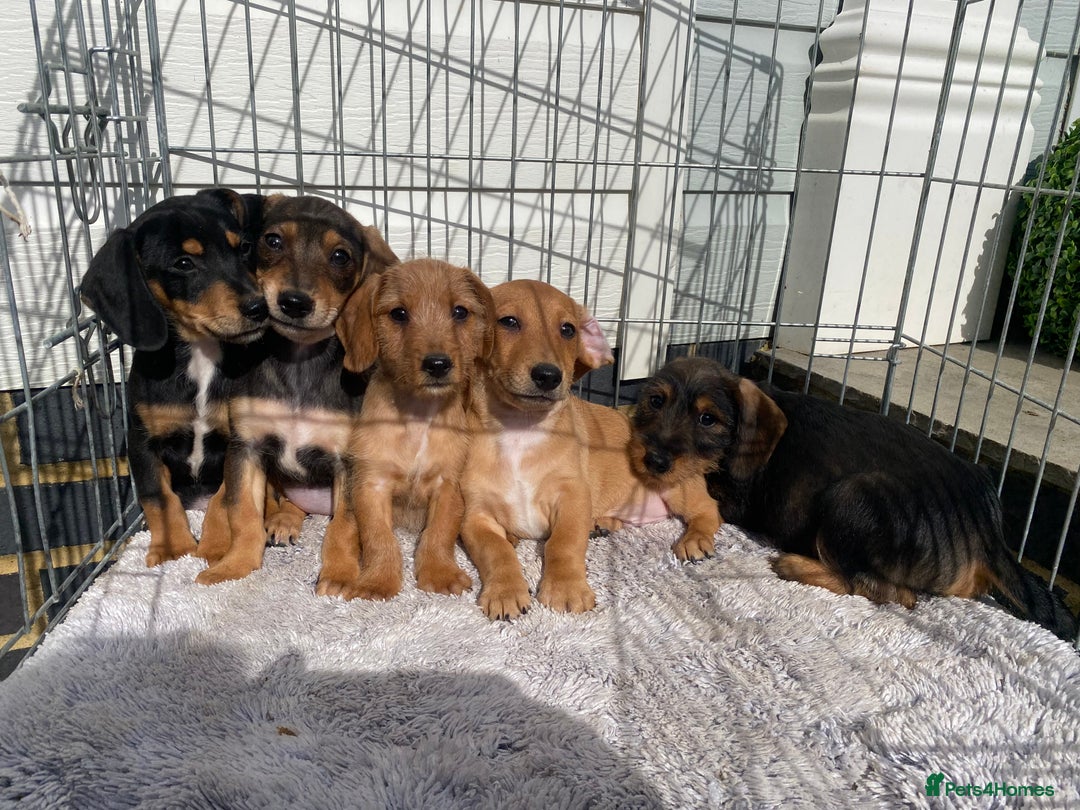 Mixed Breed dogs for sale: Dachshund x jack Russell  - Image 1